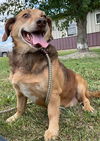 adoptable Dog in Sullivan, IN named Bruiser