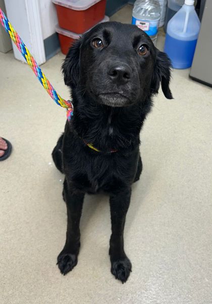 adoptable Dog in Sullivan, IN named Lady Helen