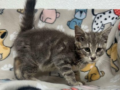 adoptable Cat in Sullivan, IN named Joy