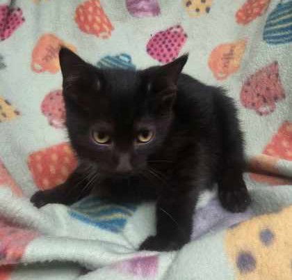 adoptable Cat in Sullivan, IN named Scarlet