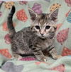 adoptable Cat in Sullivan, IN named Baela