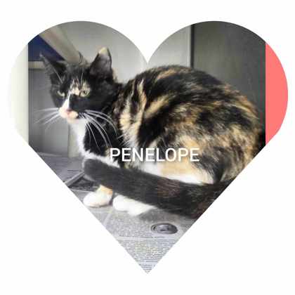 adoptable Cat in Sullivan, IN named Penelope