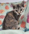 adoptable Cat in Sullivan, IN named Rhaena