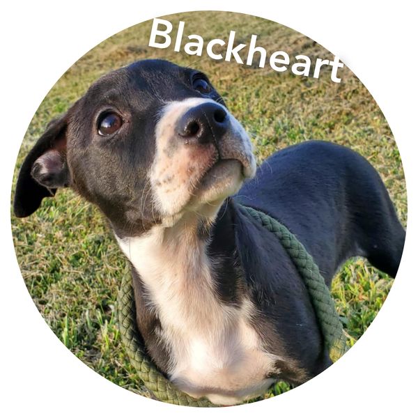 adoptable Dog in Sullivan, IN named Black Heart