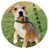 adoptable Dog in Sullivan, IN named Journey