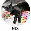 adoptable Cat in , IN named Hex