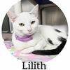 adoptable Cat in , IN named Lillith