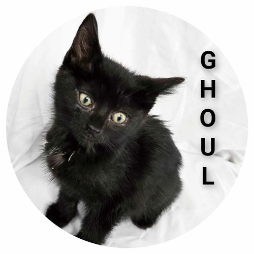 Ghoul