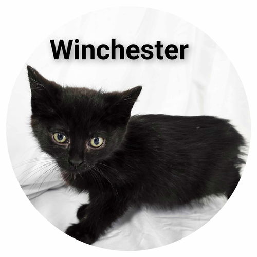 Winchester