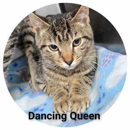 Dancing Queen