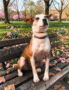 Calli - Photo 1