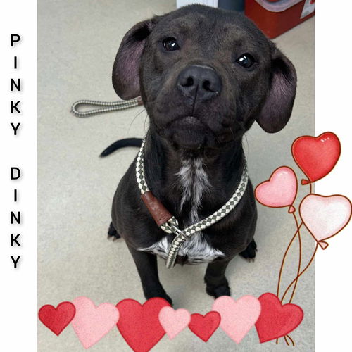 Pinky Dinky