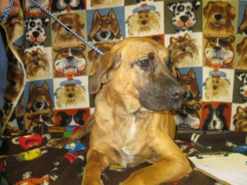 Dutchess
