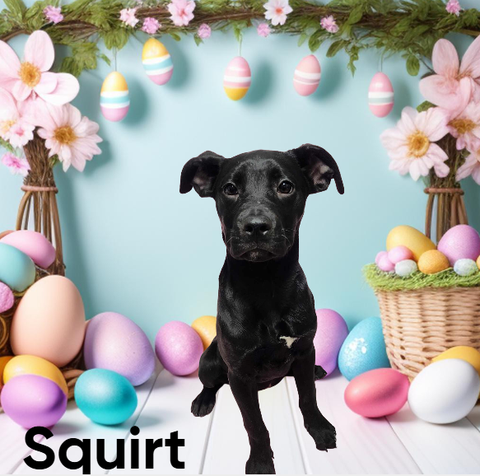 Squirt