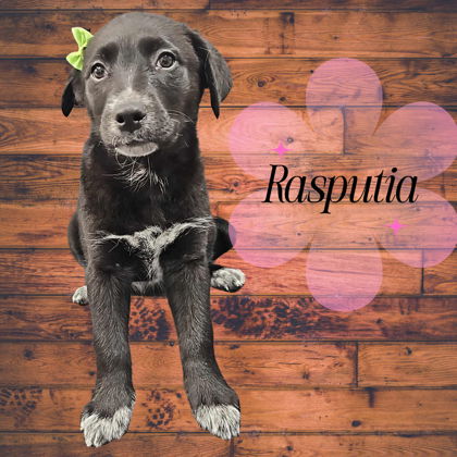Rasputia