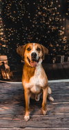 Big Boy Jethro
