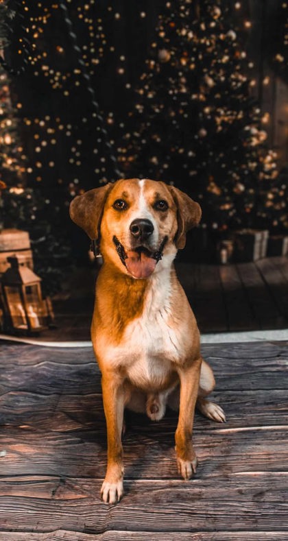 Big Boy Jethro