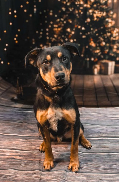 Chico HR