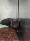 Sweet Pea