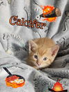 Calcifer