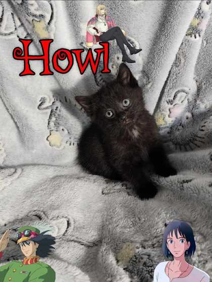Howl