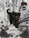 Soot
