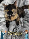 Sophie