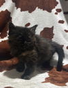 Bitsy