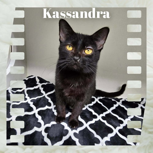 Kassandra