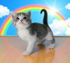 Raiinbow Bright