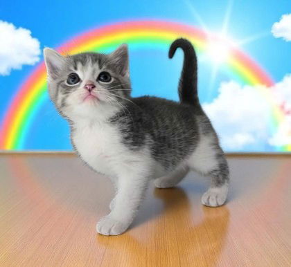 Raiinbow Bright