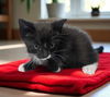 Sylvester