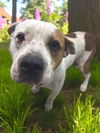 adoptable Dog in , IN named Hey Arnold