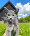 adoptable Cat in  named Genie