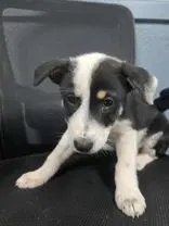 Kara - Welsh Corgi