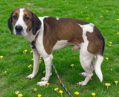 Roscoe