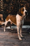 Roscoe
