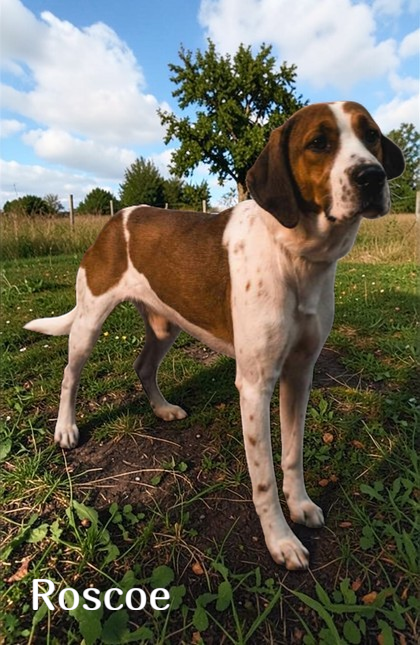 Roscoe Image