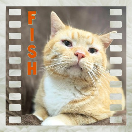 Fish Image