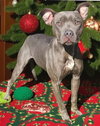 Roxy