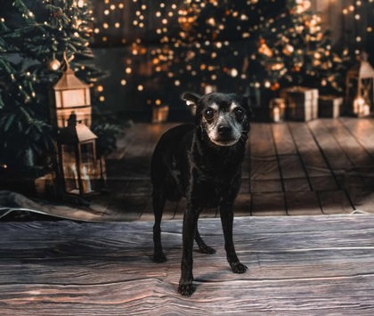 Chester