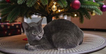 Misty