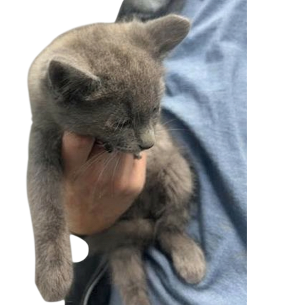 Gustav Image