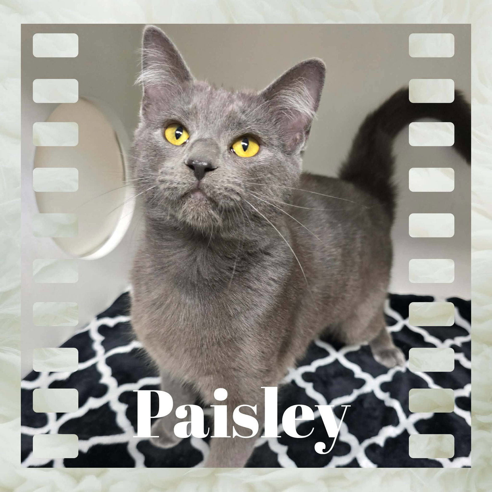 Paisley