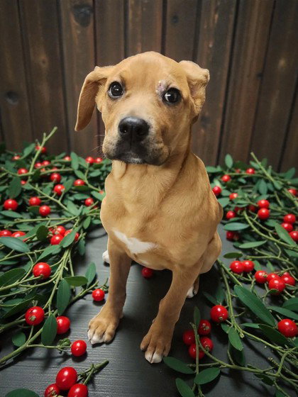 Mistletoe Image