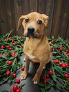 Mistletoe - Photo 1