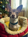 Pee Wee - Photo 1