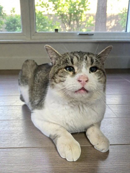 Felix