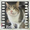 Felix