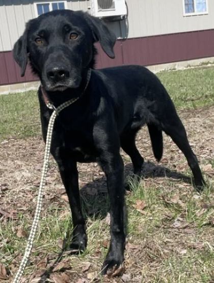 Gucci, an adoptable Labrador Retriever in Sullivan, IN